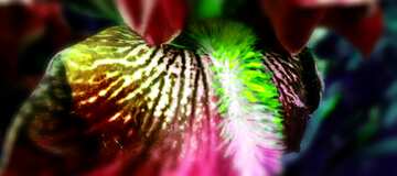 FX №181224  Macro iris flower