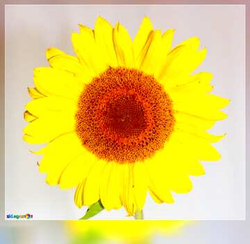 FX №181507  Sunflower motivation card
