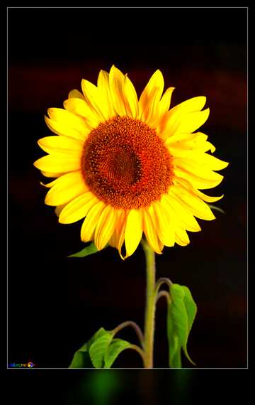 FX №181179  Sunflower motivation card