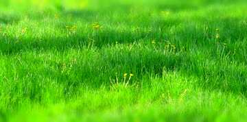 FX №181341  Green grass Lawn