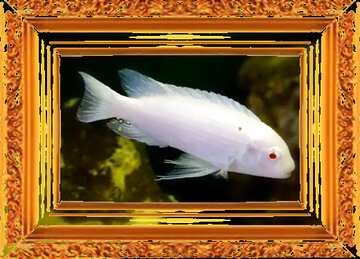 FX №181740 White fish in the gold frame