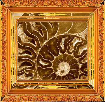 FX №181744 Ammonite old frame