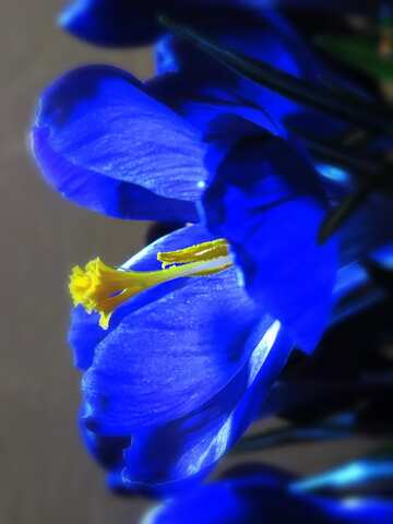 FX №181071 Blue Flower Spring