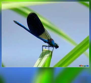 FX №181497 Dragonfly card