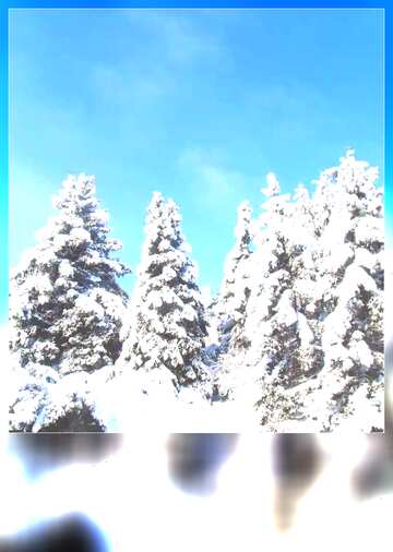 FX №181719 Snowy Pine Tree blank card
