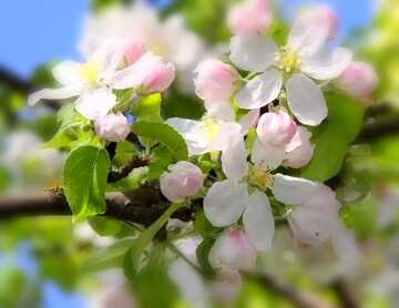 FX №181076  Apple trees in bloom