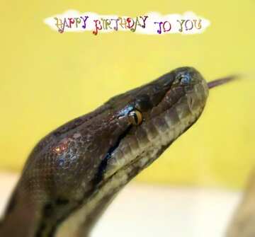 FX №181120 Happy birthday card Snake