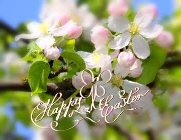 FX №181077  Apple trees in bloom happy easter card