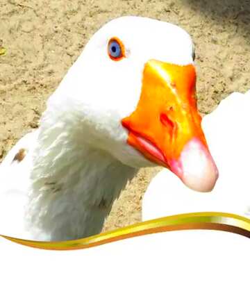 FX №181050 Bird geese funny card