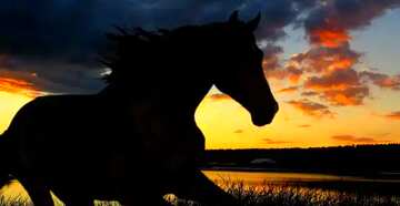 FX №181574  silhouette horse sunset
