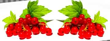 FX №181543  Red currant template