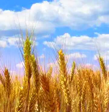 FX №181022 Wheat field