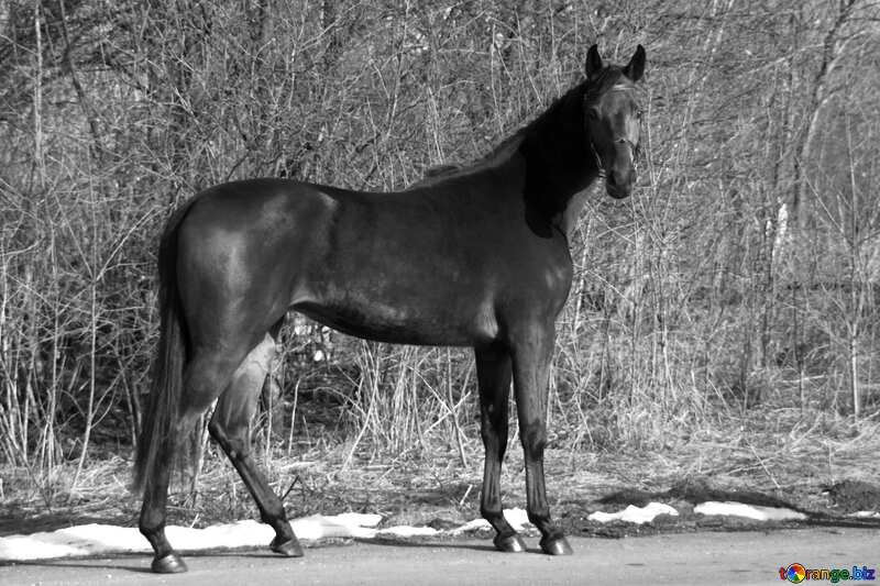 Ukrainian horse black white picture №4692
