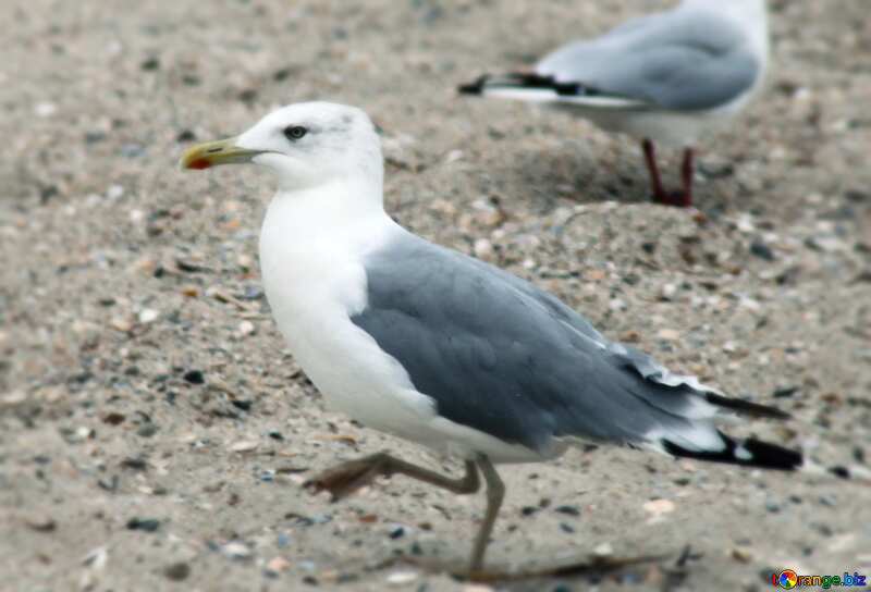  Seagulls №14388
