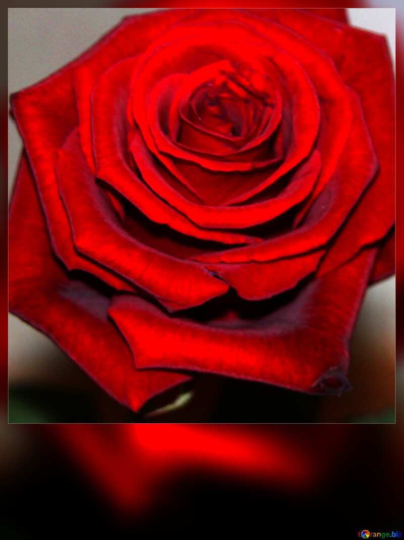  Red Rose flower motivation card №972