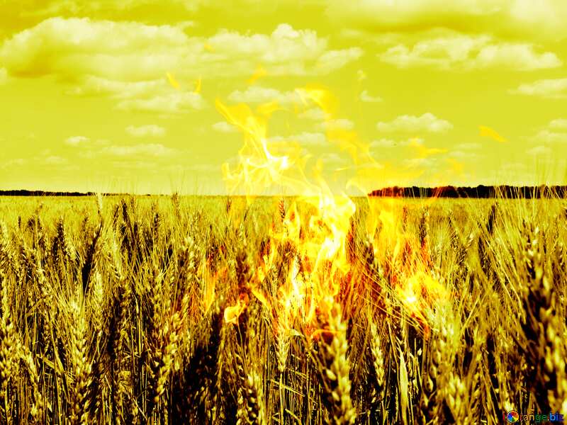  bread grain fields fire №27272