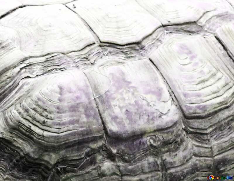  Turtle texture №45846