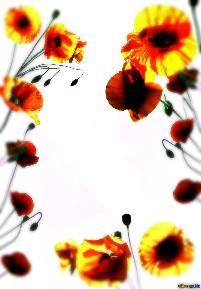 Poppy Flowers frame №38205