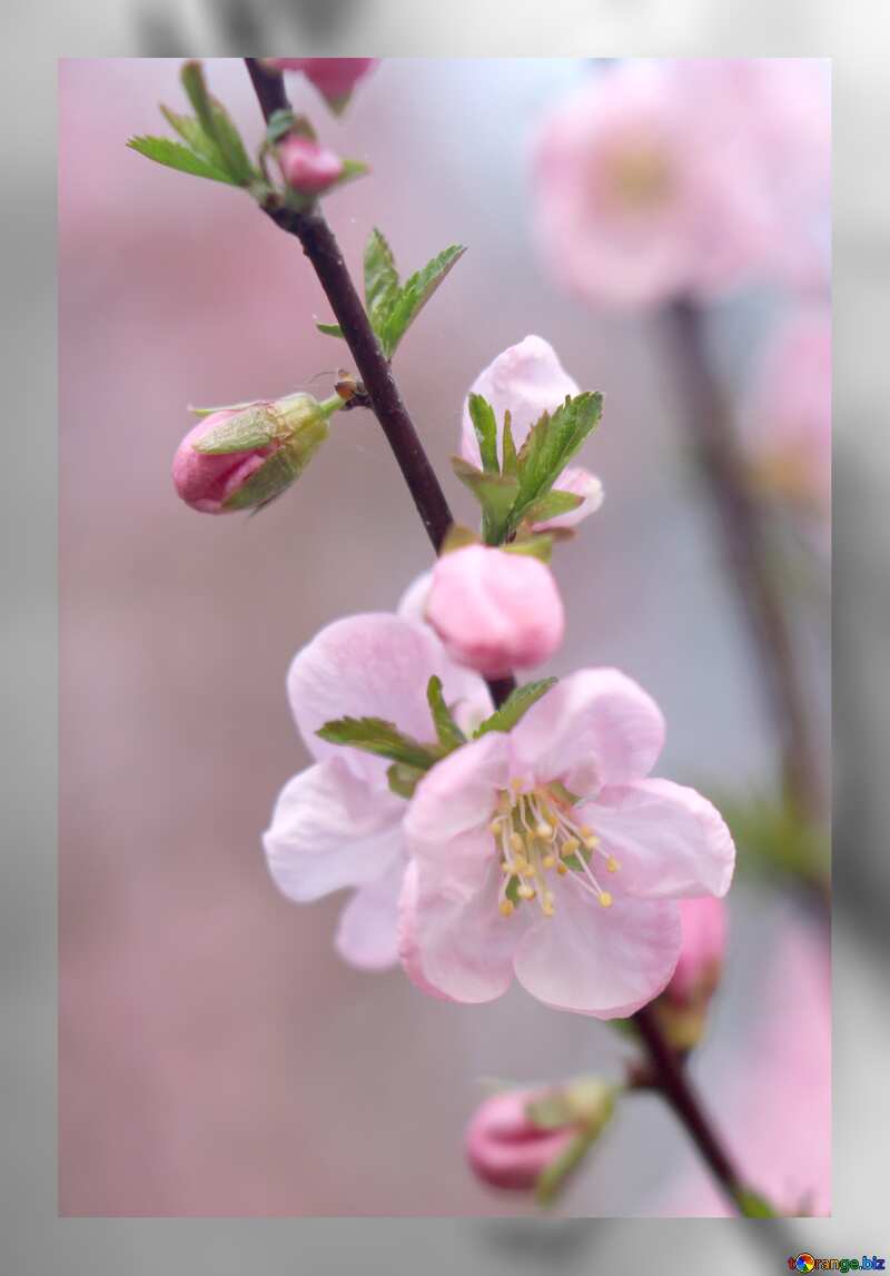 Apple blossom  in grey frame №39778