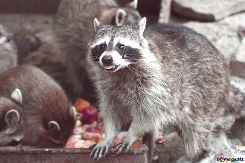  Raccoon gray №45389