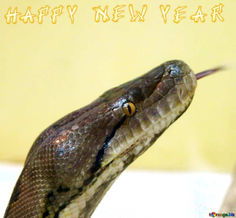 Happy New Year card for year of snake №10322