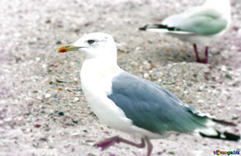 Seagull blur frame №14388