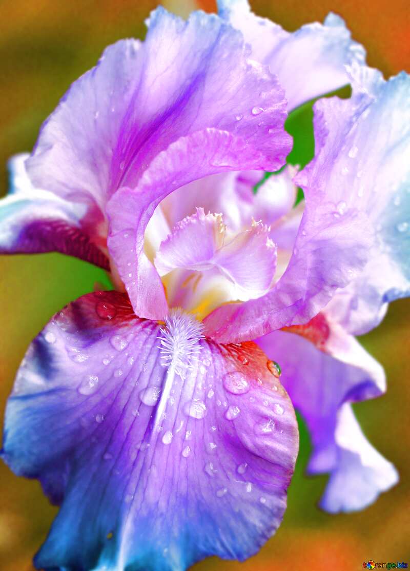  Iris flower №34769