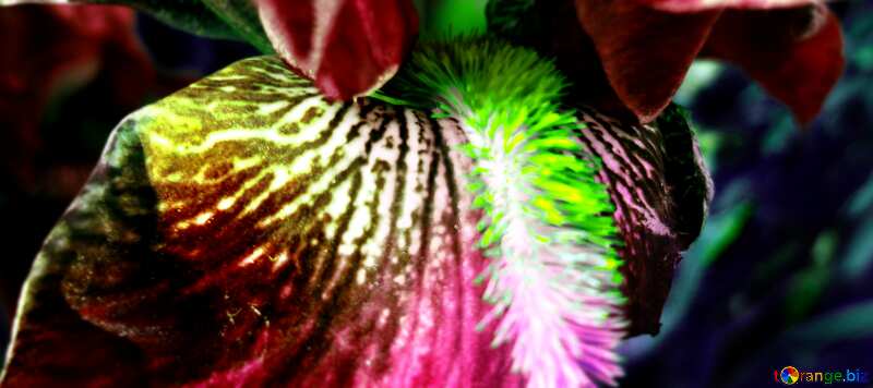  Macro iris flower №46881