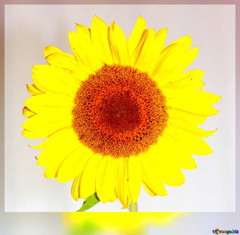  Sunflower motivation card №32796