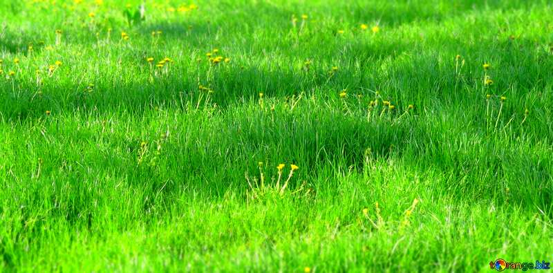  Green grass Lawn №31130