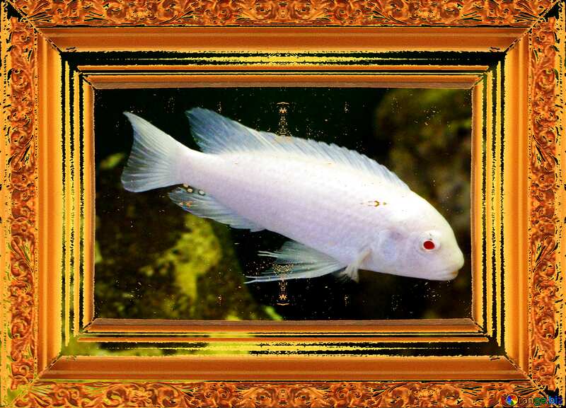 White fish in the gold frame №48669