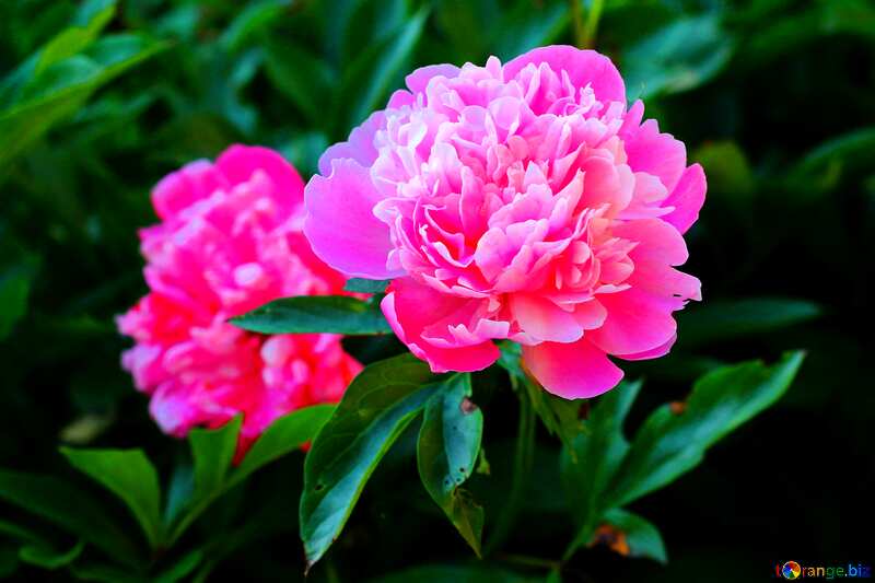 Pink Flowers of peonies №32639