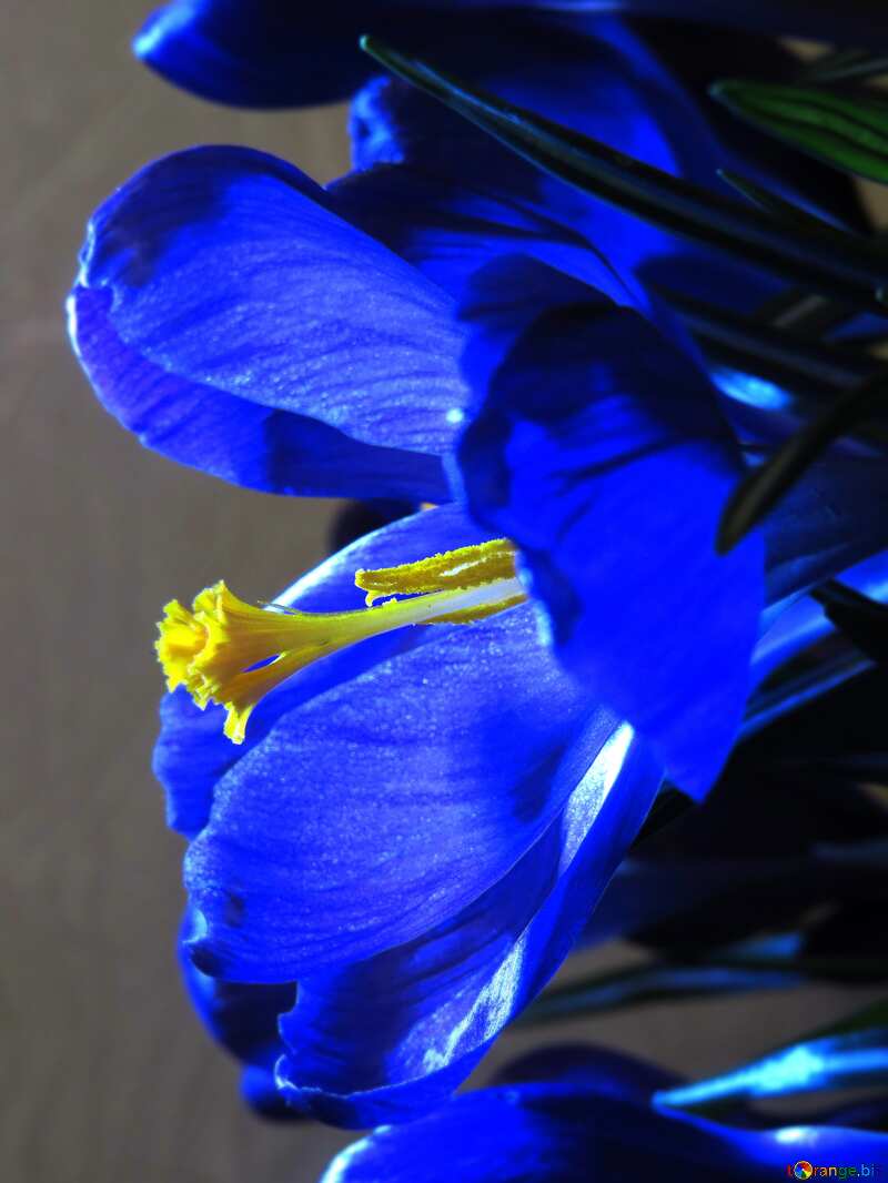 Blue Flower Spring №21255