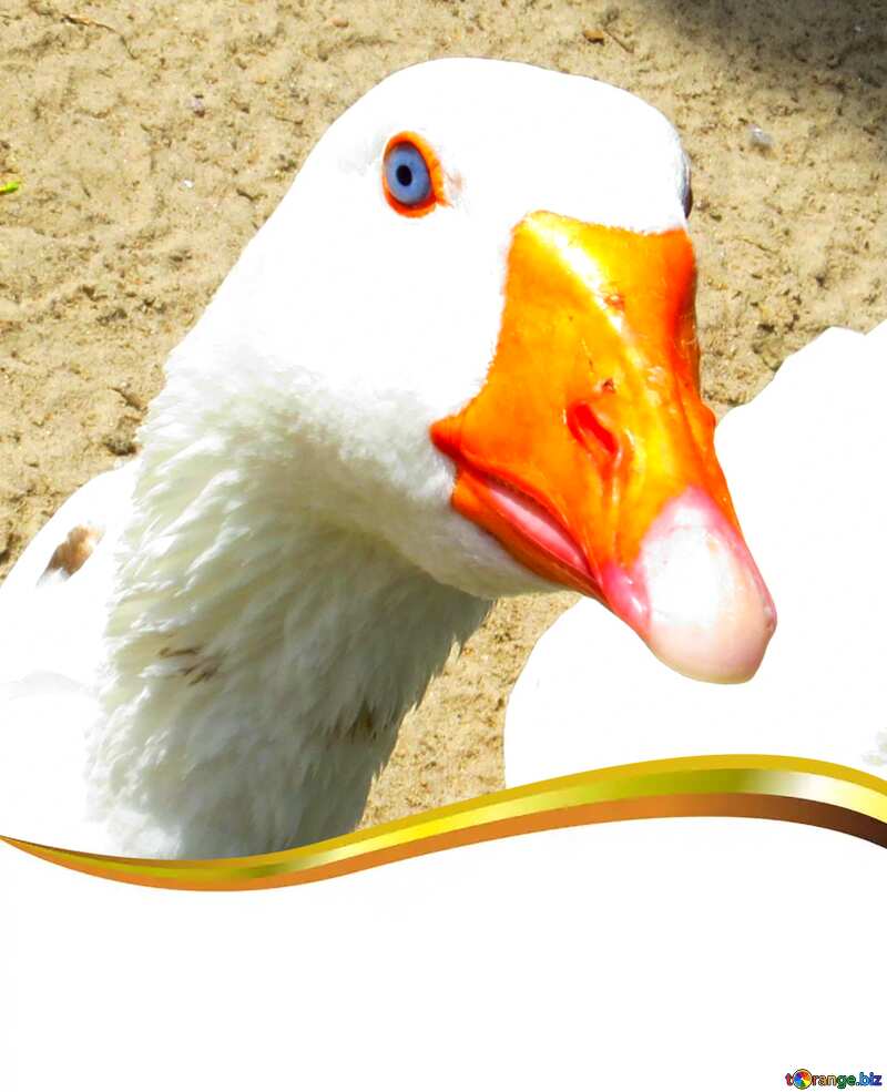 Bird geese funny card №45161