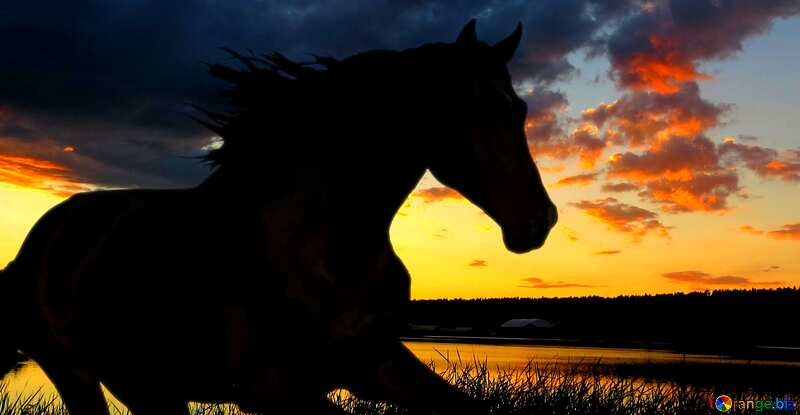  silhouette horse sunset №49236