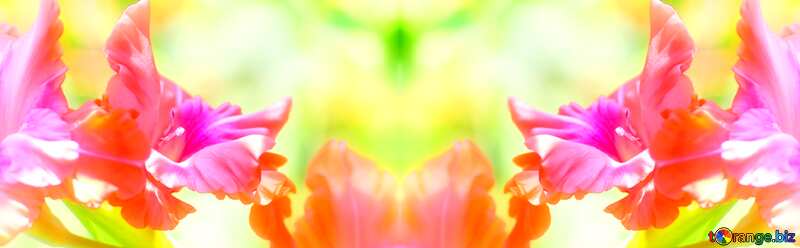  Bright gladiolus background №33475