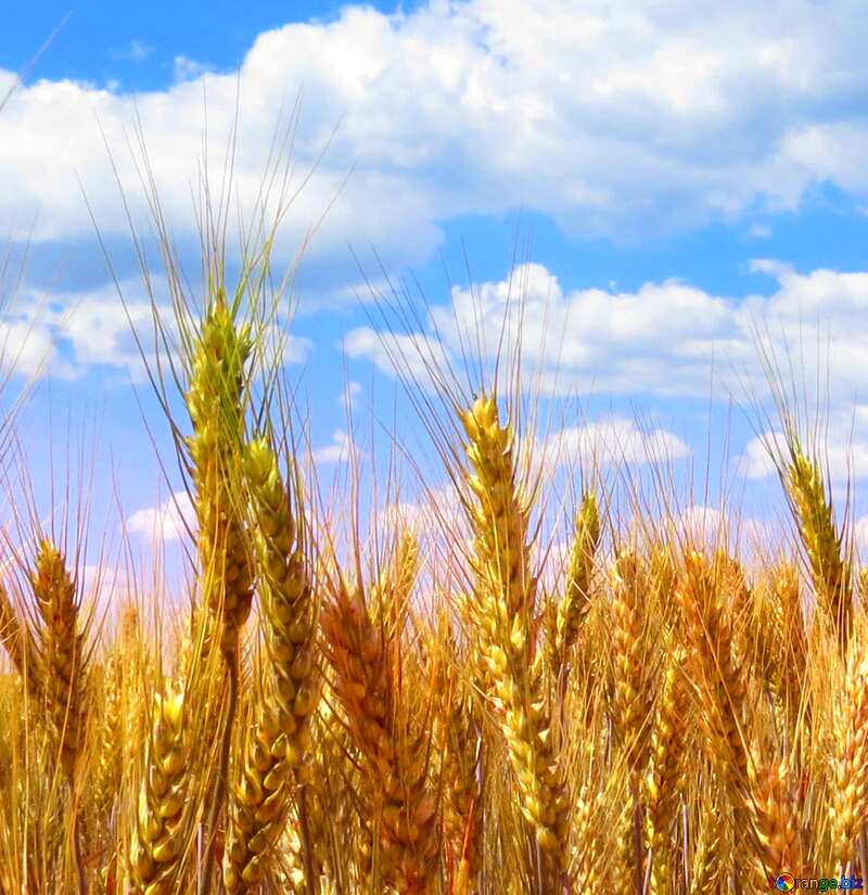 Wheat field №27269