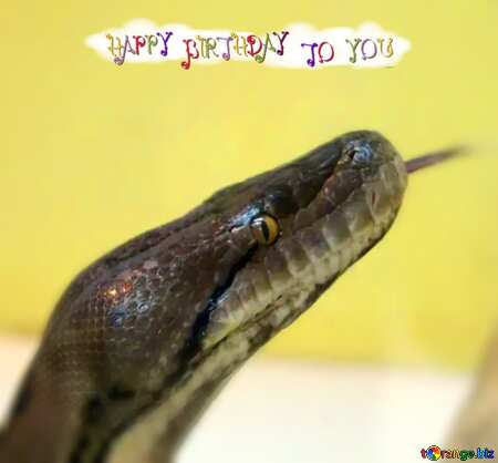 Orange Snake Birthday Customised Card
