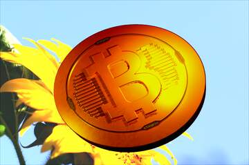 FX №182021 Bitcoin gold light coin Sunflowers on blue background on the desktop
