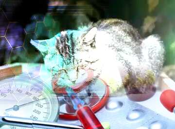FX №182814 cat  veterinary medicine