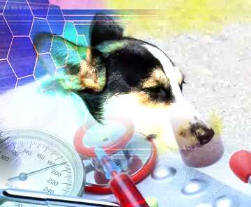 FX №182806 Dog veterinary medicine