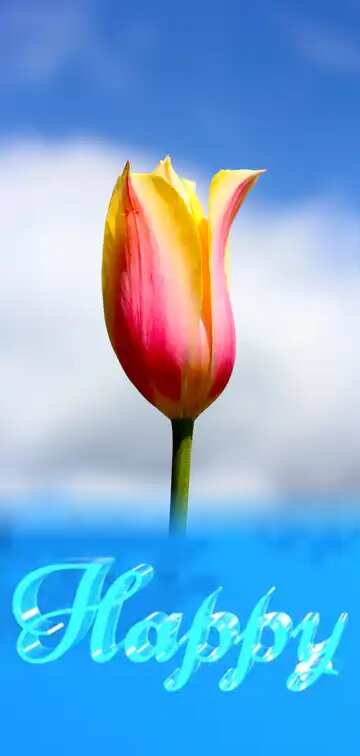 FX №182988 Happy glass blue background Tulip Flower