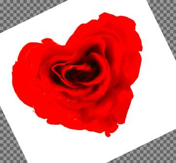 FX №182386 Rose heart