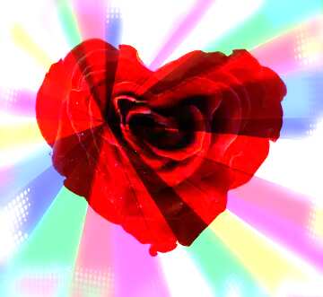 FX №182390 Rose heart