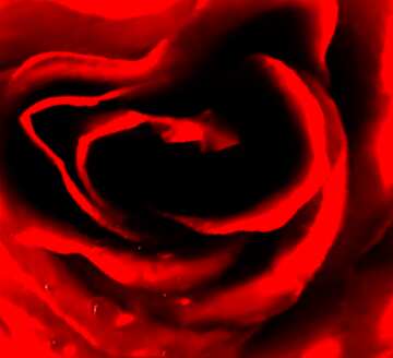 FX №182402 Rose heart