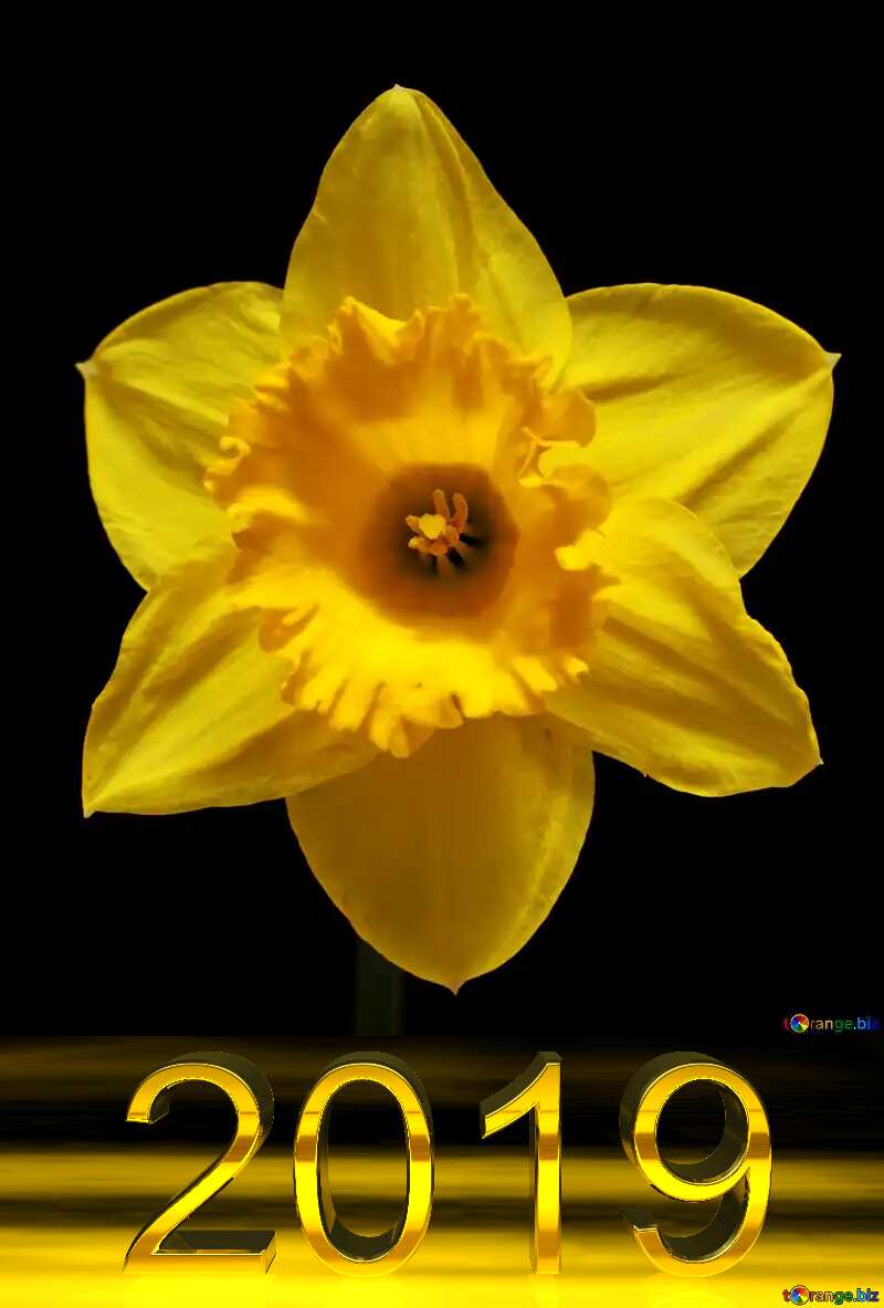 3d render 2019 gold digits Daffodil flower №30905
