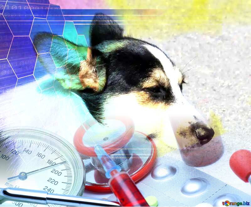 Dog veterinary medicine №26894