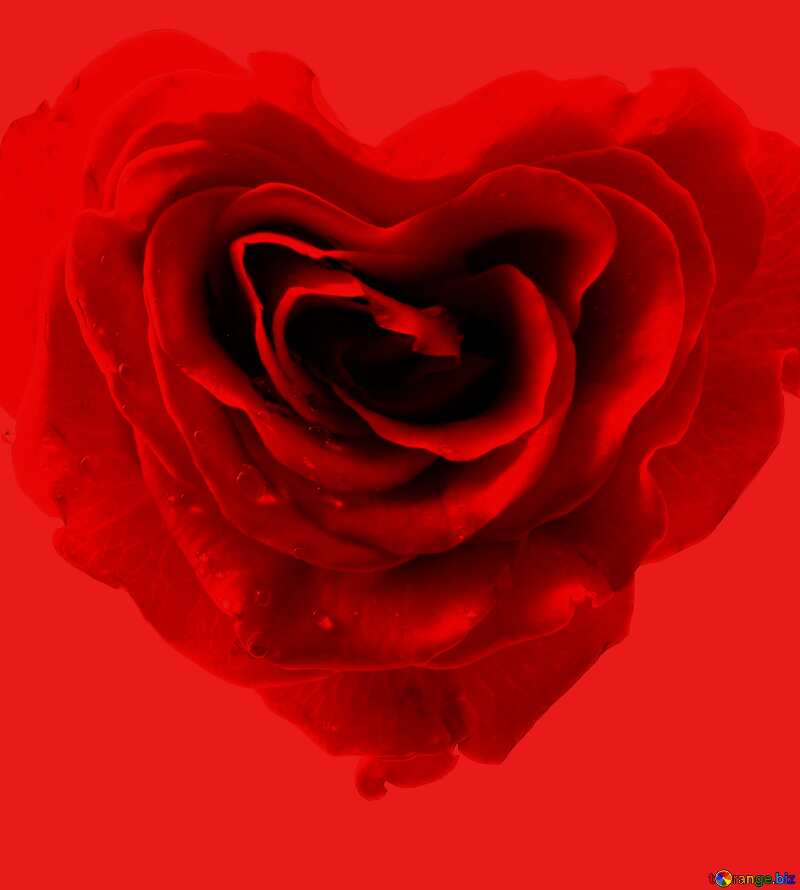 Rose heart red background №17029