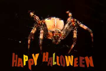 FX №183804 happy halloween heart Spider template