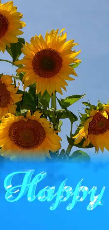 FX №183056 Happy glass blue background Sunflowers